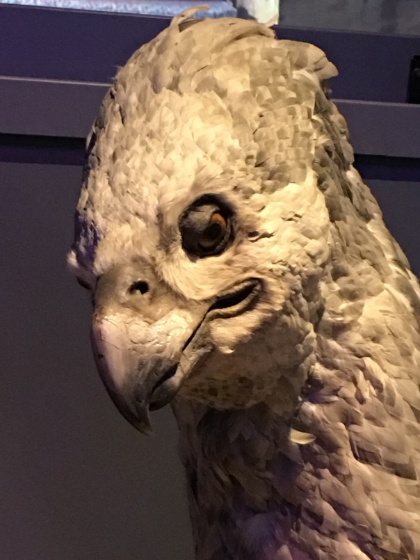 buckbeak